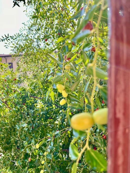 Da Antonella Apartment Bergamo Ngoại thất bức ảnh